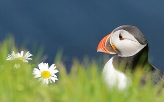 Puffin Wallpaper