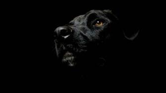 Black Animals Wallpaper