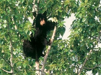 This Post Include Black Bear Hq Stills High Quality Image