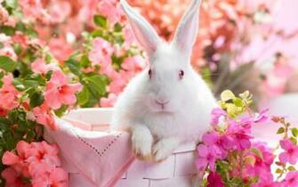 Hop Into Spring With Desktop Wallpaper For Springtime