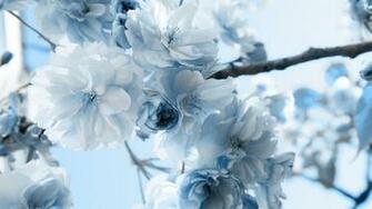 Flowers Desktop Pc And Mac Wallpaper