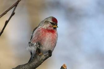 Redpoll Wallpaper