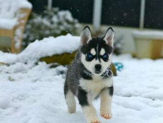 Puppies In Snow The Dog Wallpaper Best