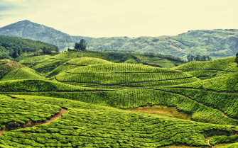 Tea Garden Wallpaper