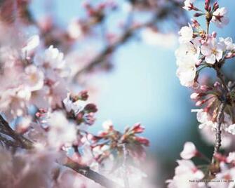 Cherry Wallpaper Japanese