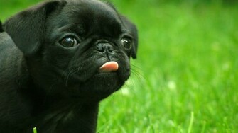Cute Black Bulldog Wallpaper With