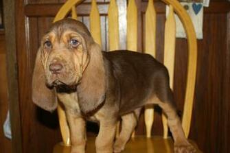 Bloodhound Wallpaper Dogbreedswallpaper