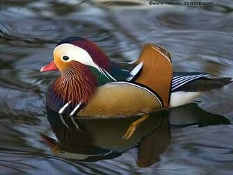 Natures Desktop Wallpaper Pres Birds Mandarin Duck Jpg