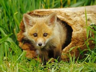 Wild Life Animals Wallpaper Album