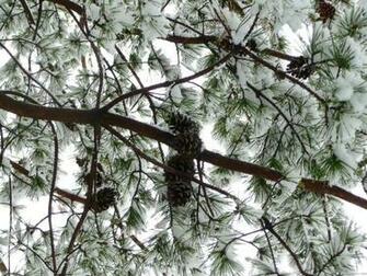 Winter Pine Trees Wallpaper Image Pictures Becuo