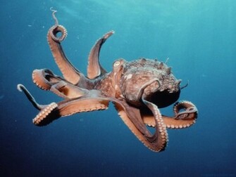 Octopus Wallpaper Jpg
