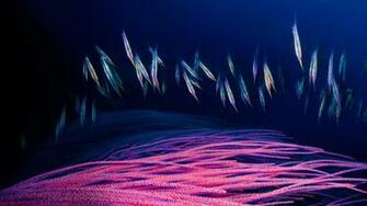 A School Of Razorfish Swims For Cover Among The Branches Red