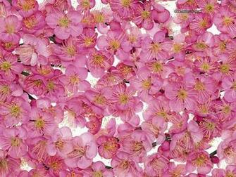 Spring Peach Blossom Picture Wallpaper5