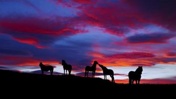 Sunset Horses Cloud Landscape Nature Wild Wallpaper