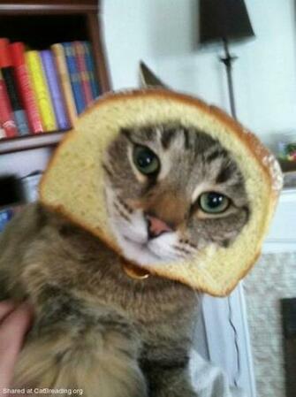 Pin Taco Cat