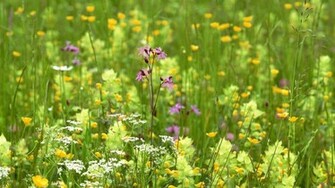 Summer Wildflowers Wallpaper