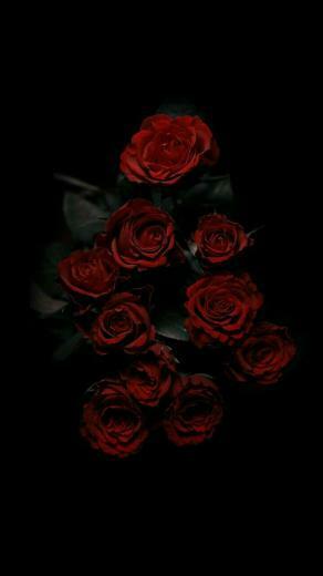 Maysaa On Flowers Rose Wallpaper Flower