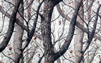 Realtree Snow Camo