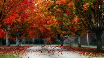 Image Sweet Family Celebrating Thanksgiving Wallpaper