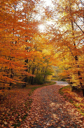 Autumn Wallpaper