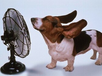 Basset Hound Dog