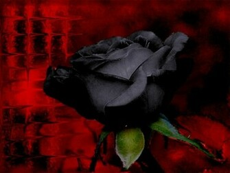 Yellow Color Wallpaper Black Rose Flowers
