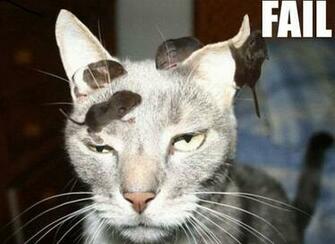 Epic Funny Cat Fails HD Wallpaper