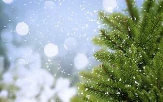 Pine Trees Wallpaper