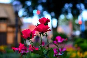 Flowers Epcot Macro Roses Wallpaper
