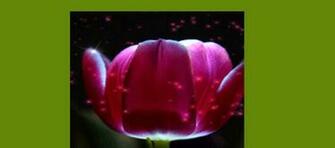 Android Full App Templates Gif Live Wallpaper With Admob