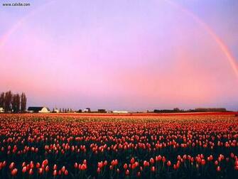 Nature Skagit Valley Tulip Fields Washington Picture Nr