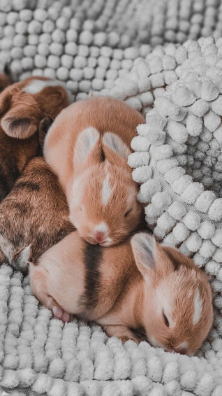 Aesthetic Animals Wallpaper