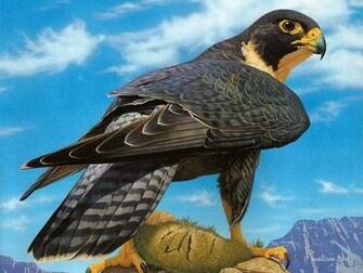 Peregrine Falcon Wallpaperthe Today Stuff