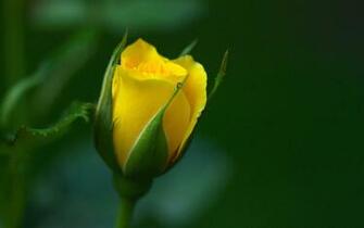 Yellow Rose Flower Wallpaper Image