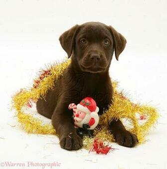 Wallpaper Photo Labrador Html