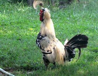 Amazing Worlds Tour Fancy Roosters And Hens HD Wallpaper
