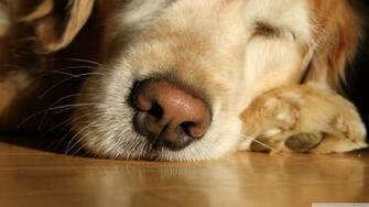 Lazy Day Ultra HD Desktop Background Wallpaper For 4k UHD Tv