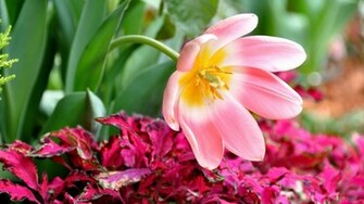 Tulip Petals Flower Wallpaper
