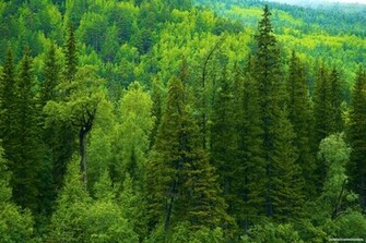 Syberia Nature Hq Wallpaper