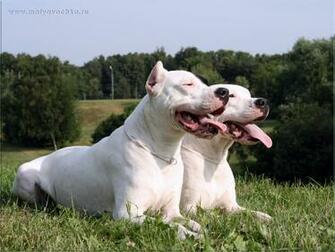 Dogo Argentino Wallpaper HD