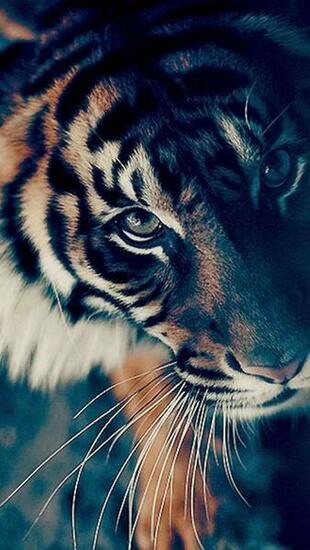 Best Image About Animals iPhone Wallpaper On