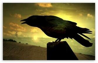 Raven HD Desktop Wallpaper Widescreen High Definition Mobile