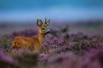 Image Wallpaper Deer Hunting S Squirrel