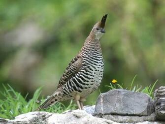 Quail Bird Desktop Background Image