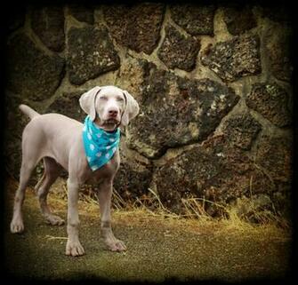 Weimaraner Blue Eyes The Dog Wallpaper Best