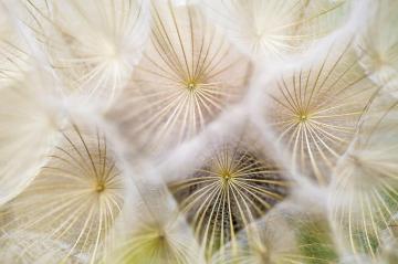 Macro Pictures HD Image