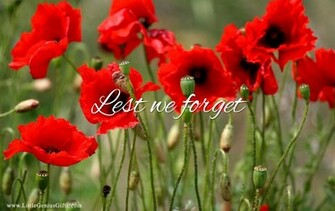 Poppy Standard Wallpaper Remembrance Widescreen