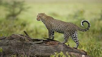 Jaguar Wallpaper HD Sfondi