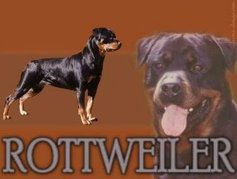 Wallpaper Rottweiler