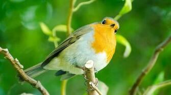 Aviator Robin Bird HD Wallpaper003